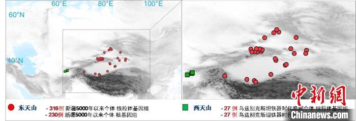 图为该项目所获取天山东西部古人群的线粒体与核基因组分布图。　乐动平台官网 供图