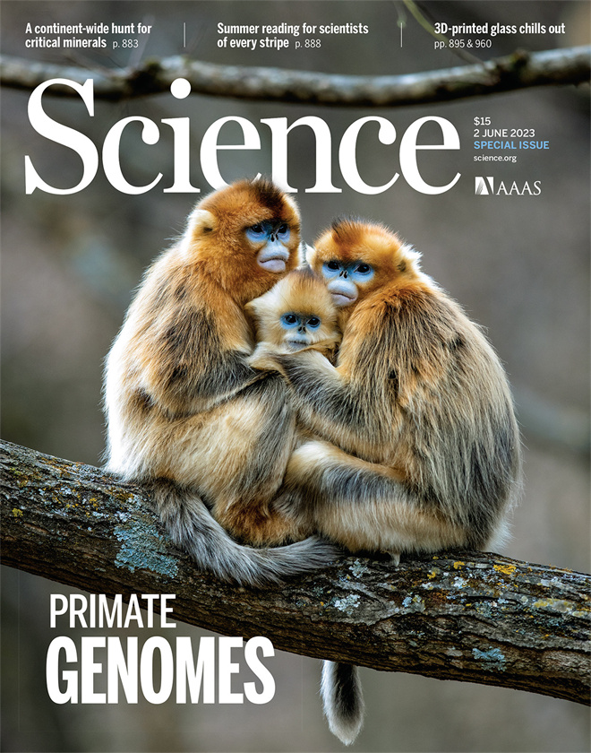 Science封面文章:乐动平台官网金丝猴研究团队首次系统揭示灵长类社会演化之谜_fororder_《自然》封面.JPG