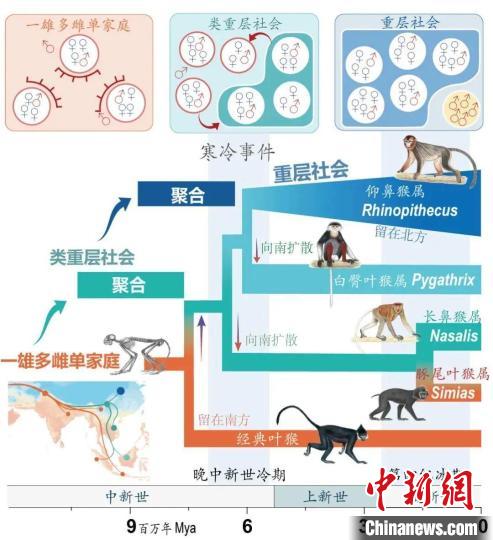 寒冷事件促进亚洲叶猴社会聚合。　乐动平台官网供图