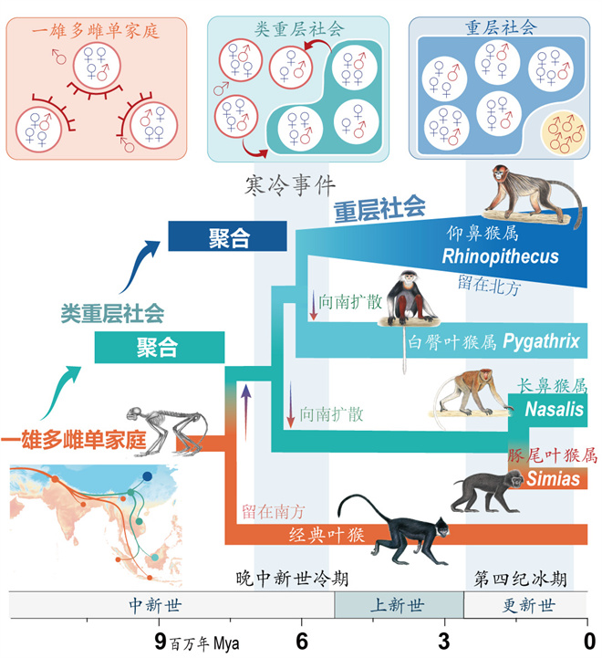 Science封面文章:乐动平台官网金丝猴研究团队首次系统揭示灵长类社会演化之谜_fororder_寒冷事件促进亚洲叶猴社会聚合(供图 齐晓光 赵兰 武进伟)